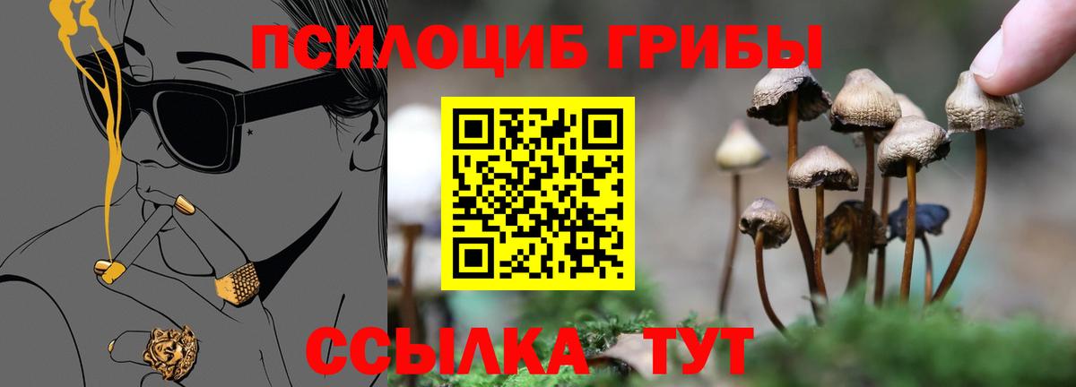 Псилоцибиновые грибы Psilocybe Лесной